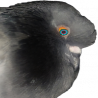 PIGEON PIDGEY MAGNETIC FREQUENCY HEADER IMAGE