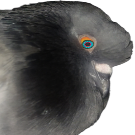 magnetic frequency pigeon