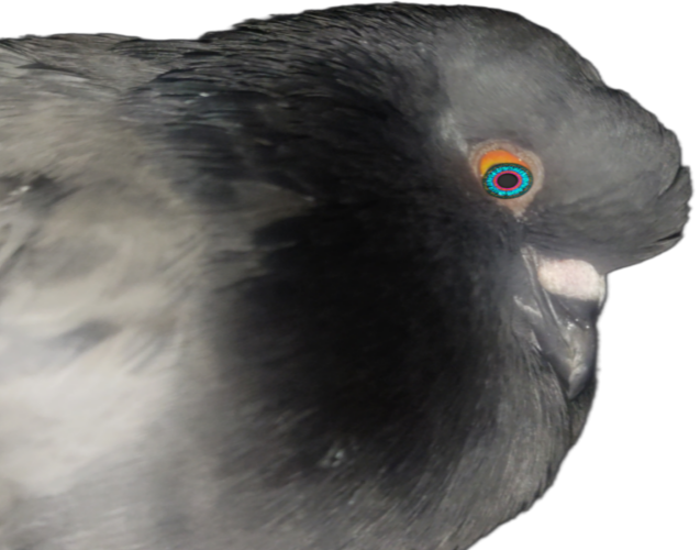 Magnetic Frequency a blog by Veneiveena MourningBird