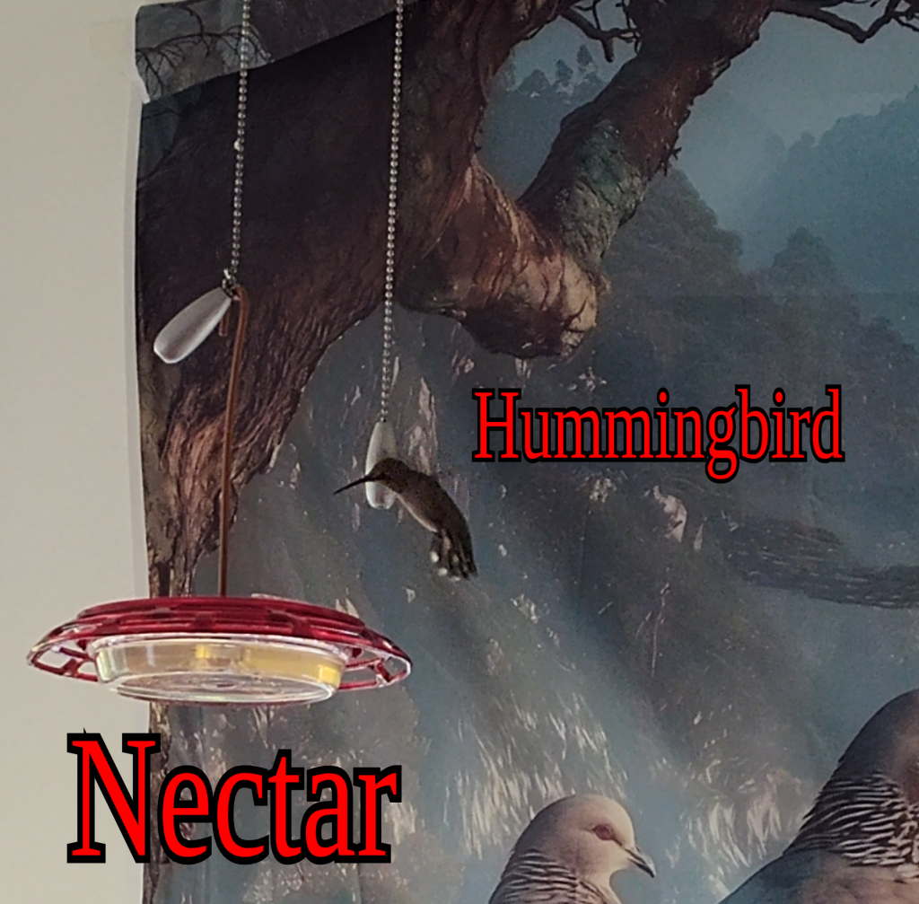 Annas Hummingbird and Nectar Hung from Ceiling Fan