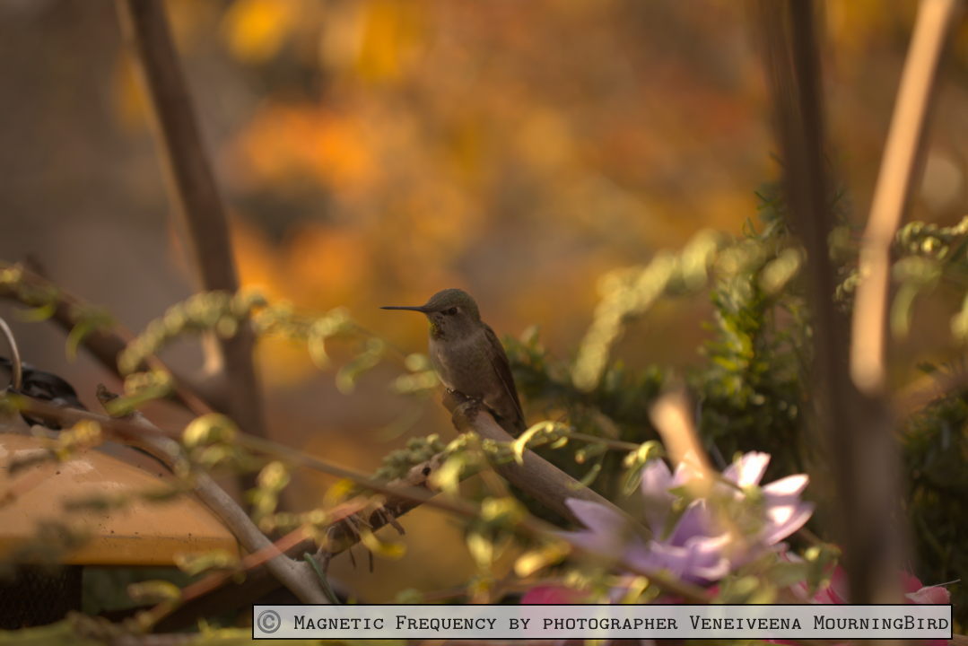 No backyard? No problem! How I Built a Bird Paradise from My Apartment Patio Hummingbird