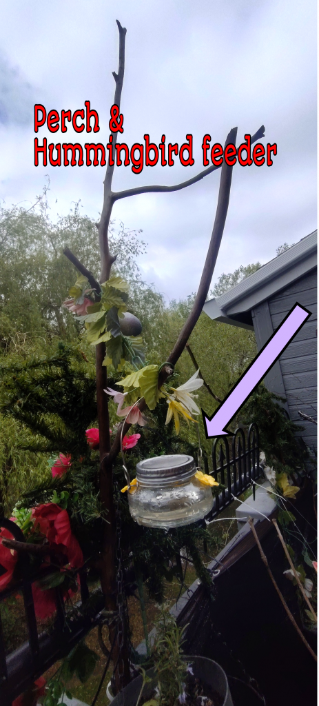 Hummingbird Feeder hanging from a self collected branch for birds to perch on 