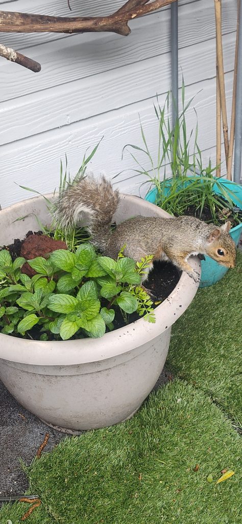 Curious and Hungry Squirrel visiting my patio