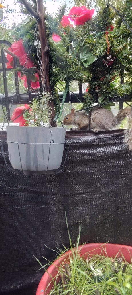 backyard patio perch visitor
