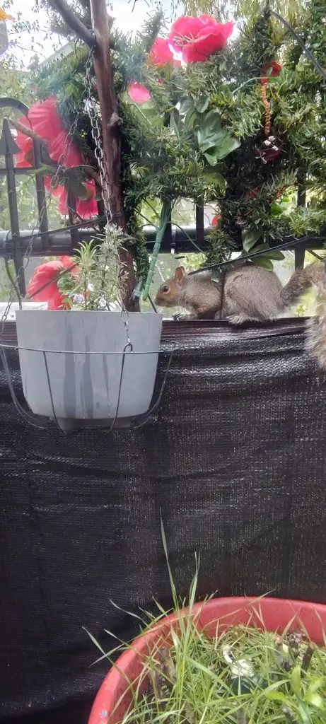 backyard patio perch visitor