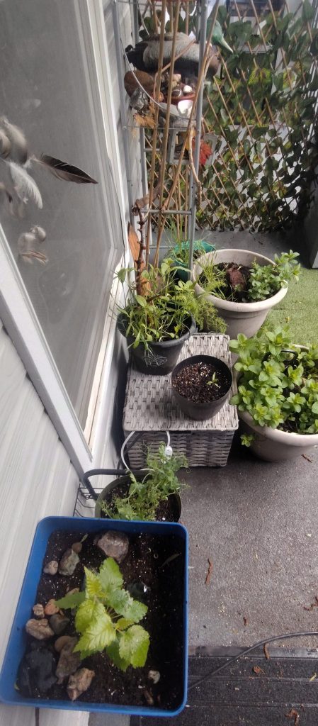 Patio Garden