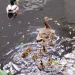 MALLARD DUCK MOM AND DUCKLINGS