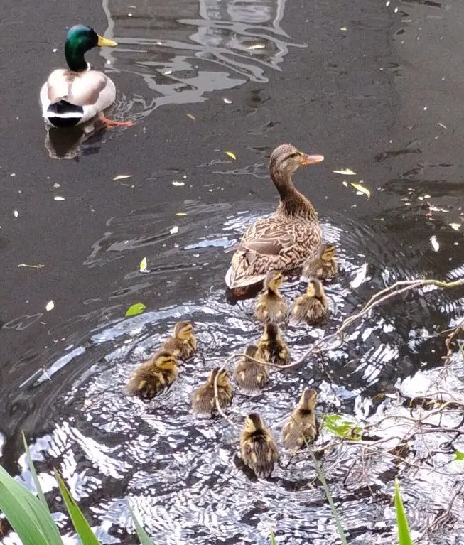 MALLARD DUCK MOM AND DUCKLINGS
