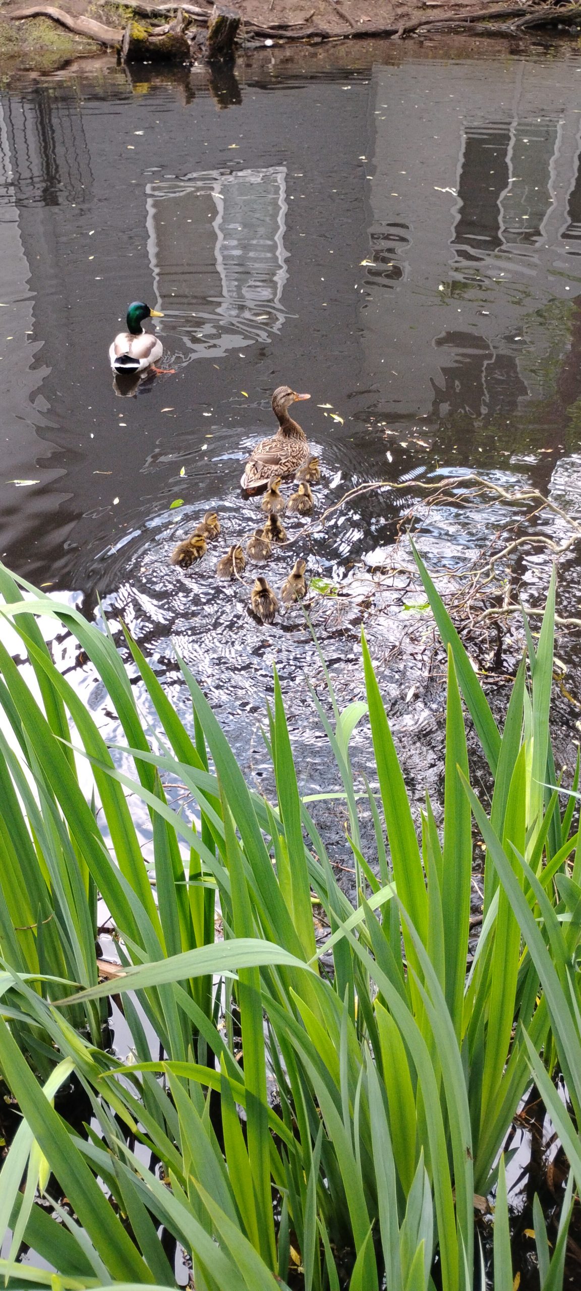 Baby Bird Season and the Rescue of baby Mallard Ducks