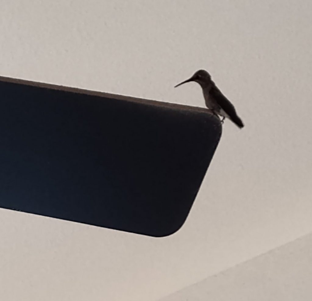 Anna's Hummingbird Visitor in my home