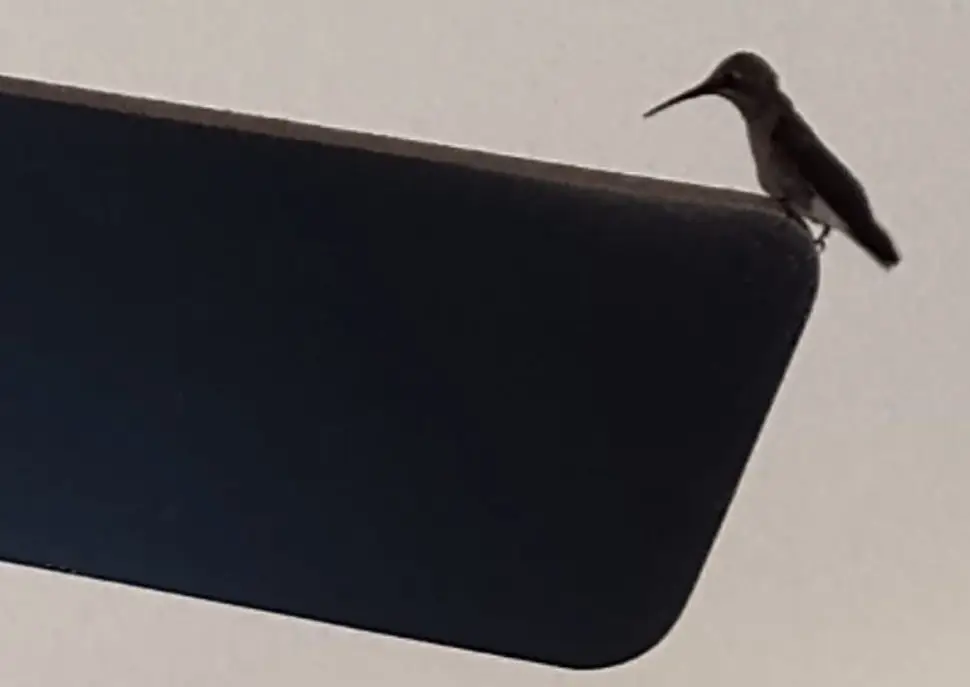 Anna's Hummingbird Visitor in my home