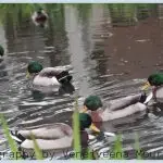 Understanding Mallard Ducks During Breeding Season- The Reality of Forced Copulation - group photo