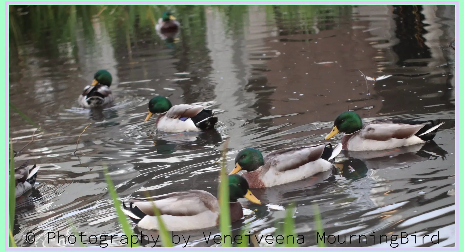 Understanding Mallard Ducks During Breeding Season- The Reality of Forced Copulation - group photo