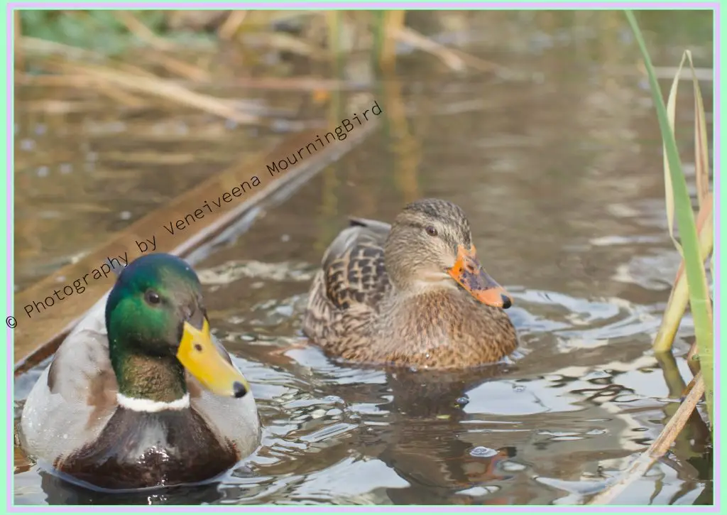 Understanding Mallard Ducks During Breeding Season- The Reality of Forced Copulation Duck Pair Male and Female in pond water