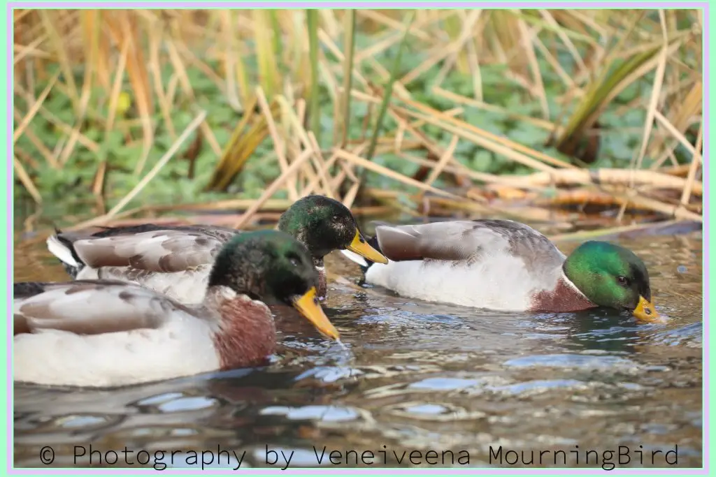 Understanding Mallard Ducks During Breeding Season- The Reality of Forced Copulation