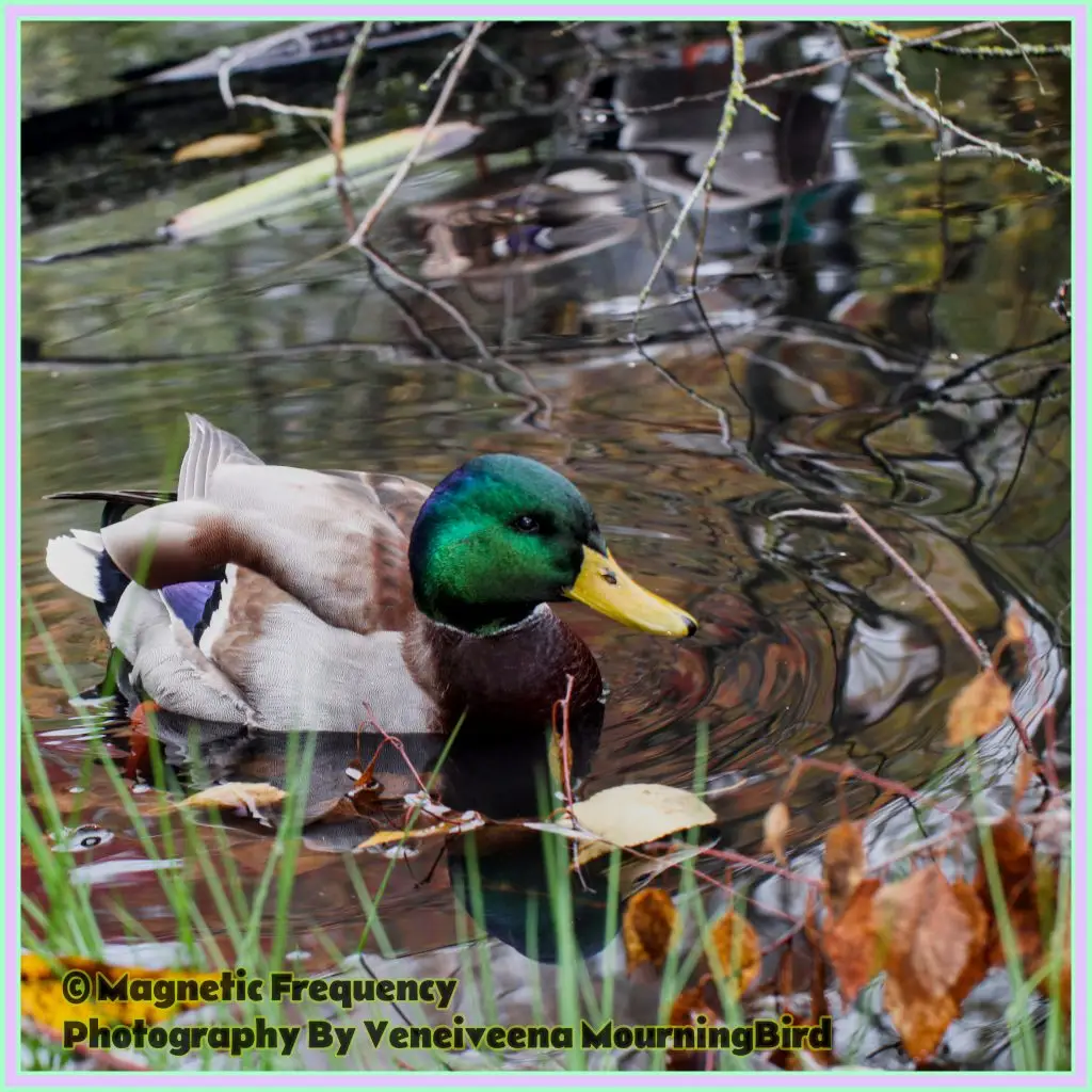 Understanding Mallard Ducks During Breeding Season- Broken Wing Duck