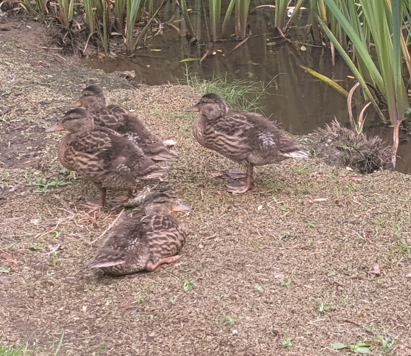 Mallard Duck Ducklings