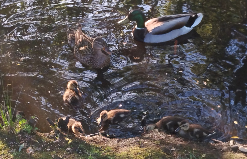 Mallard Duck Mom, Brood (Ducklings), & Drake (male duck)