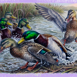 Male Mallard Aggression- Forced Copulation and it's Impact on Surviving Ducks