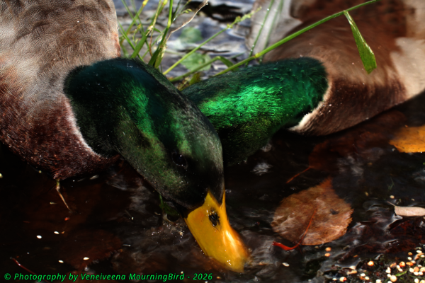 Drake Mallard Ducks Dabbling Ducks in Pond Water