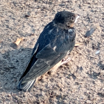 Barn Swallow Hirundo rustica