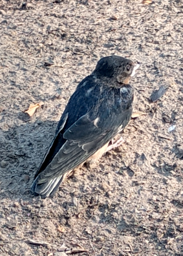 Swallow Baby Bird