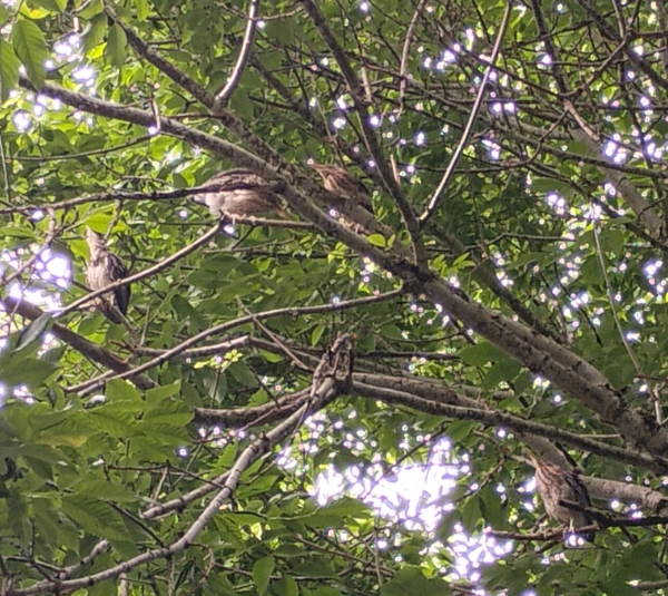 Green Heron fledglings (Butorides virescens