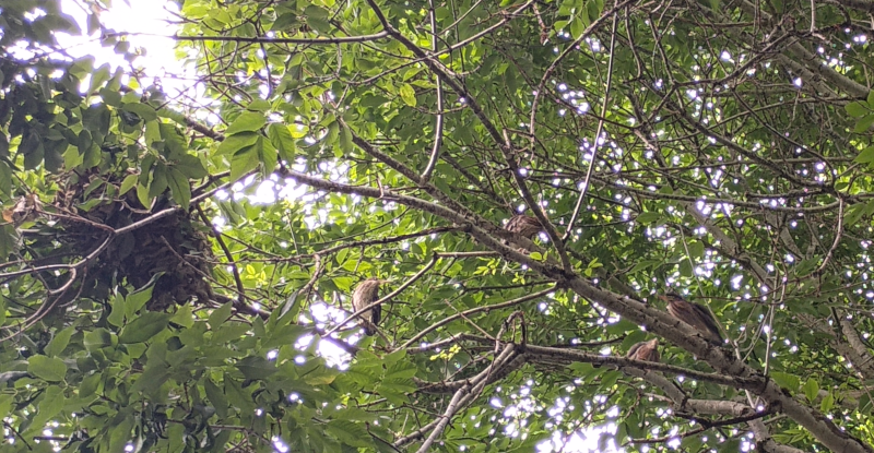 Green Heron fledglings (Butorides virescens)