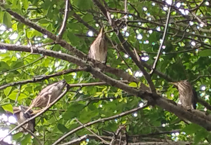 Green Heron fledglings (Butorides virescens)