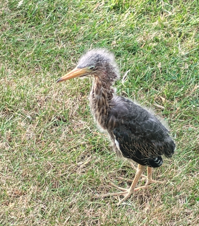 Green Heron fledgling
(Butorides virescens)