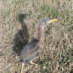 Green Heron fledgling (Butorides virescens)