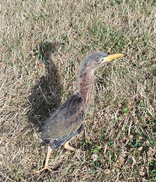 Protecting Nesting Birds in Your Apartment Complex &ndash; They Need Your Voice