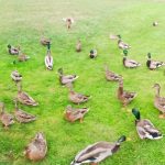 a day in the life of me (Veneiveena MourningBird) and pup with ducks