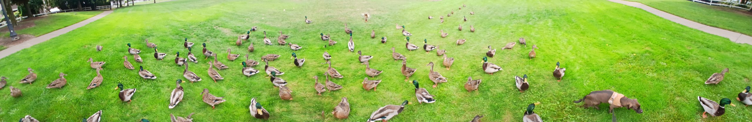 a day in the life of me (Veneiveena MourningBird) and pup with ducks