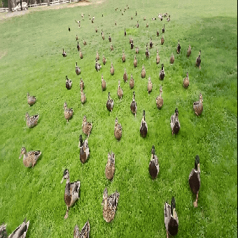 Meet My personal Mallard Duck Marching Army